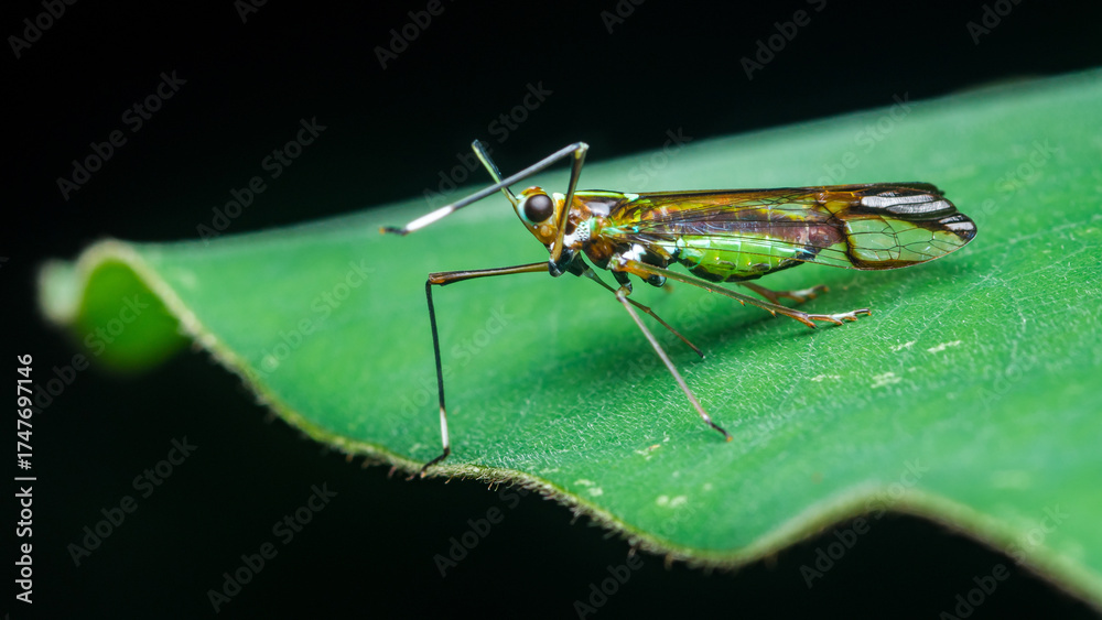 Fototapeta premium Iridescent plant bug perching on green leaf