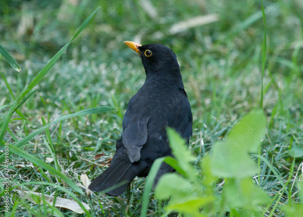 Obraz premium Common blackbird (Turdus merula) on the ground in Sochi park