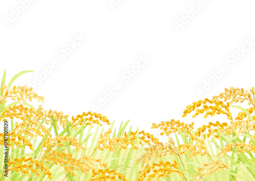 稲穂　田園風景　水彩イラスト