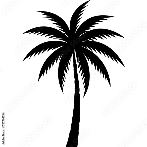 palm tree silhouette