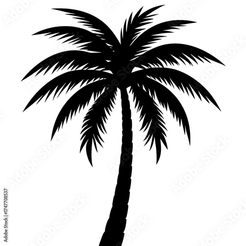 palm tree silhouette