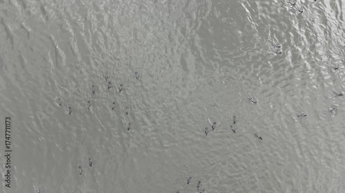 Aerial view shows several small, dark aquatic creatures moving together in calm, gray-green water. The scene conveys teamwork and fluid motion, suitable for nature, wildlife, travel, or environmental