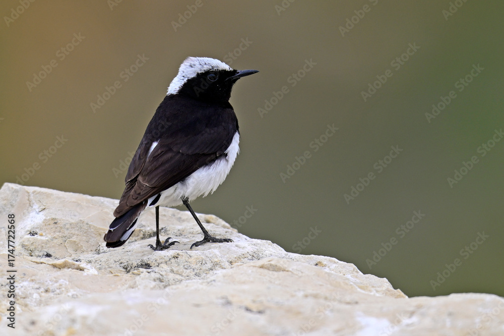 Obraz premium Pied wheatear - male // Nonnensteinschmätzer - Männchen (Oenanthe pleschanka) - Danube Delta, Romania