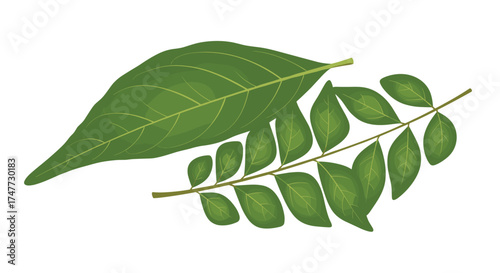 Two types of green leaves showing different leaf structures and venation patterns.