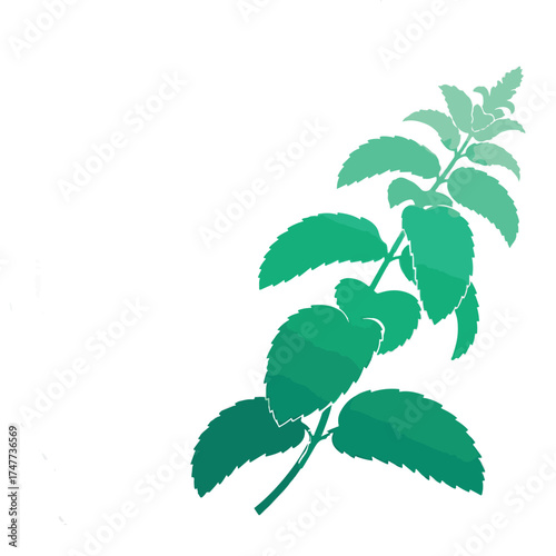 Vibrant green mint plant branch with healthy leaves isolated on a soft gradient background vector