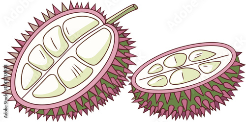 Two halves of a spiky seed pod are centered against a stark white background. The seed pod halves exhibit a contrasting color palette. One half is intact, displaying a textured exterior with a base co