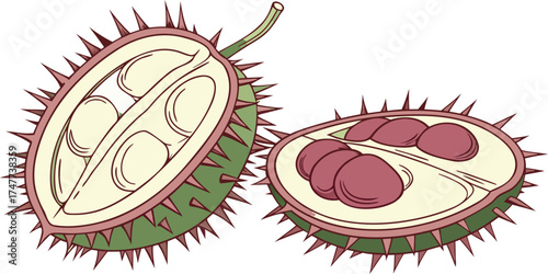 Two halves of a spiky seed pod are centered against a stark white background. The seed pod halves exhibit a contrasting color palette. One half is intact, displaying a textured exterior with a base co