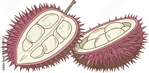 Two halves of a spiky seed pod are centered against a stark white background. The seed pod halves exhibit a contrasting color palette. One half is intact, displaying a textured exterior with a base co
