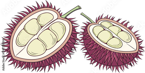 Two halves of a spiky seed pod are centered against a stark white background. The seed pod halves exhibit a contrasting color palette. One half is intact, displaying a textured exterior with a base co