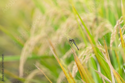 収穫近い黄金色の田園とトンボ