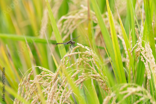 収穫近い黄金色の田園とトンボ
