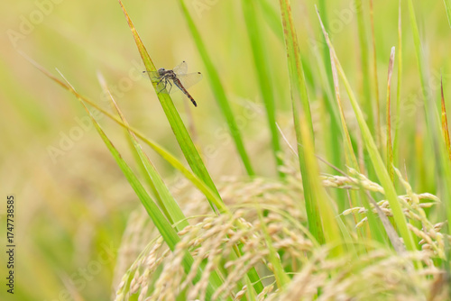収穫近い黄金色の田園とトンボ