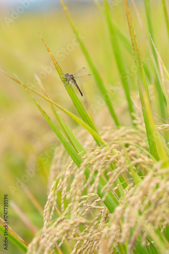 収穫近い黄金色の田園とトンボ