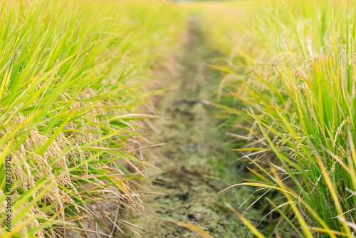 実り豊かな稲田の風景