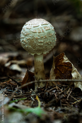 mushroom in the forest