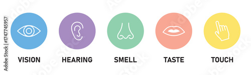 Human senses icon set. Five human senses icons isolated on transparent background. Vision, smell, hearing, touch and taste senses filling sign. Five senses of human nervous system. Vector illustration