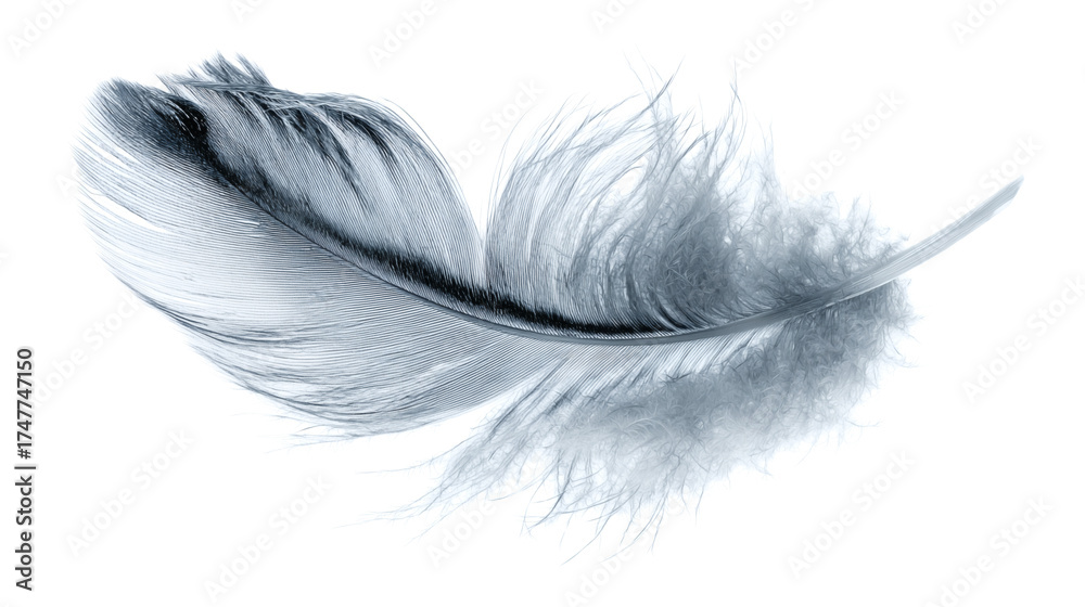 Obraz premium feather isolated on white