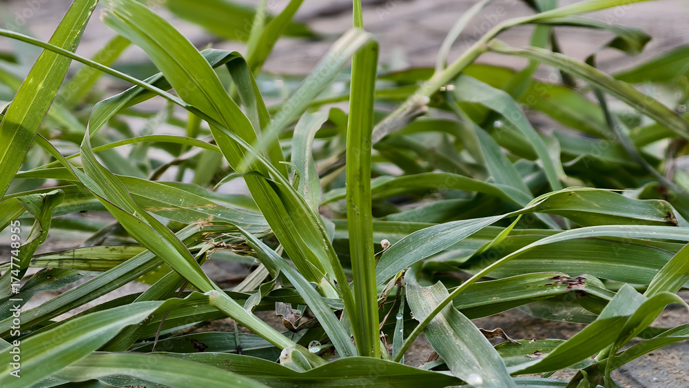 Obraz premium Closeup of green grass blades with water droplets in natural setting