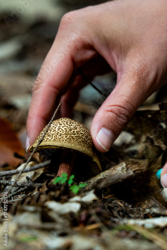 mushrooms in a hand