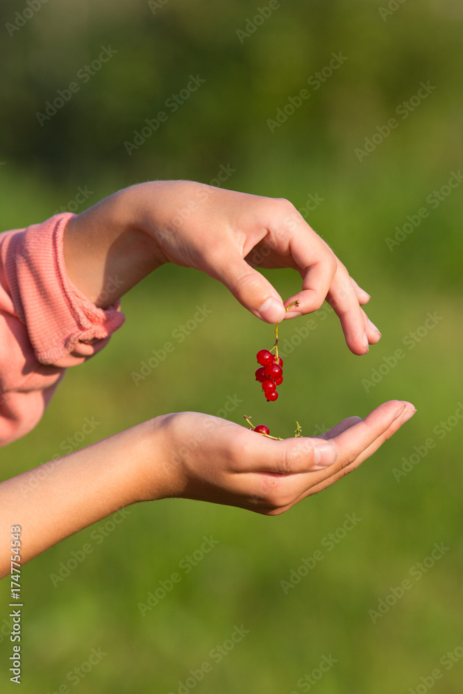 custom made wallpaper toronto digitalA child holds a bunch of red currants. Blurred green background. Evening lighting