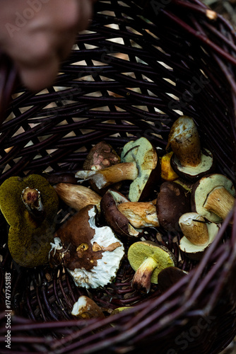 mushrooms in a basket