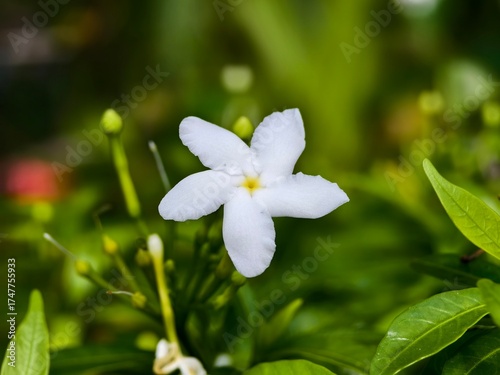 Mondokaki Flower (Tabernaemontana Divaricata) in the morning
