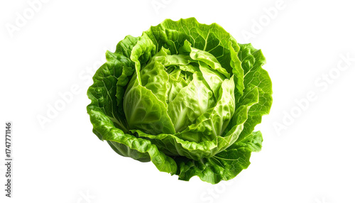 Green cabbage on black background