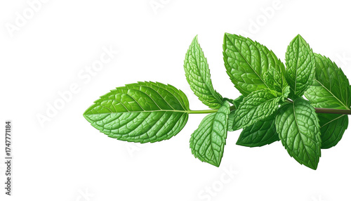 Mint sprig against black background