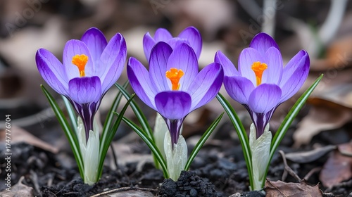 Wallpaper Mural Blooming Purple Crocus Flowers with Orange Stamens in a Spring Garden Bed Torontodigital.ca