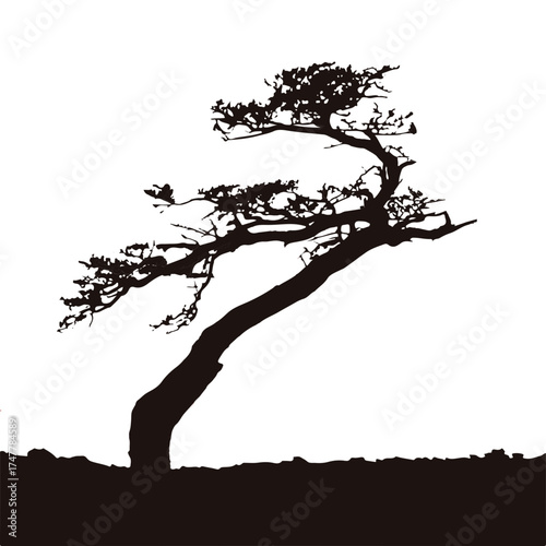 silhouette of tree SVG, silhouette of tree cut file, silhouette of tree 