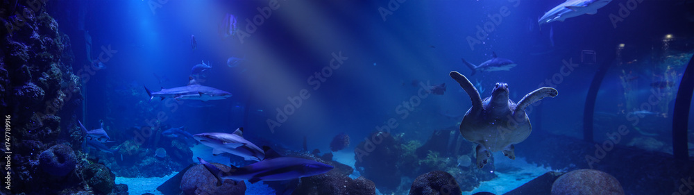 Naklejka premium Underwater scene featuring sharks and a sea turtle in a vibrant blue aquarium.