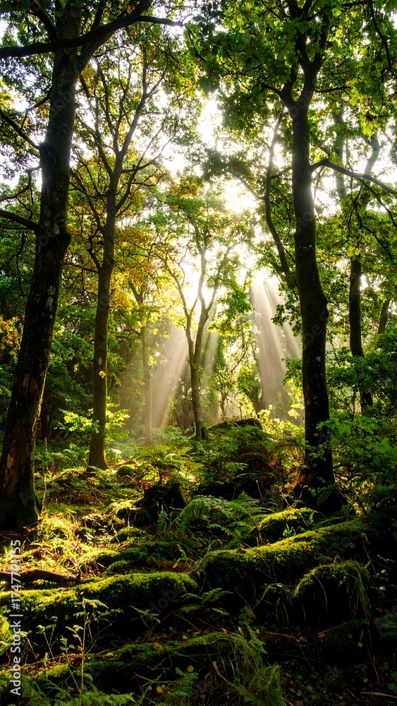 Obraz premium Sunlight Filtering Through Dense Trees in a Lush Forest