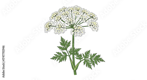Discover the delicate beauty and diverse uses of this remarkable flowering plant.