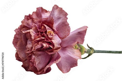 A single wilting pink carnation flower with drying petals.