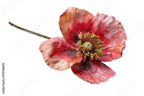 Withered red poppy flower with delicate petals and stem isolated.