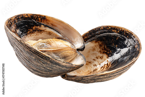 Fresh raw open hard shell clam isolated on a white background.