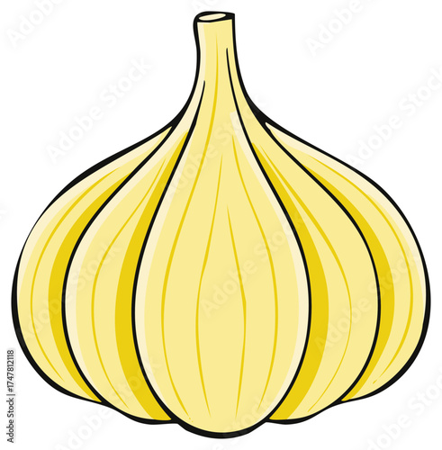 Fresh aromatic whole garlic bulb culinary ingredient illustration