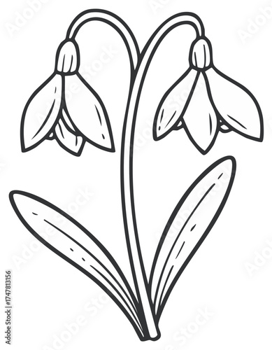 Elegant snowdrop flowers illustration, spring blossoms graphic outline, minimal design