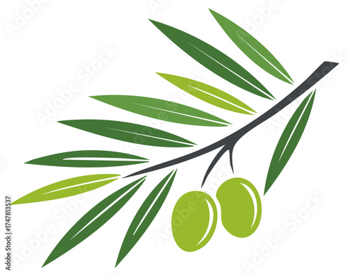 Stylized Green Olive Branch with Fresh Olives and Leaves Illustration