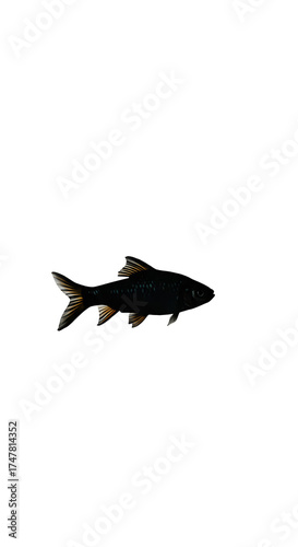 Isolated Realistic Fish Illustration with Rainbow Reflections