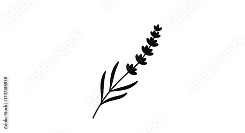 Hand drawn sketch of a single lavender sprig with delicate blossoms and leaves isolated on white silhouette