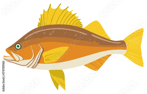 Vibrant vector illustration of a fish featuring orange brown and yellow colors with spiny fins