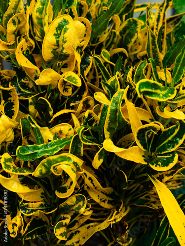 yellow and green foliage of Croton, Codiaeum variegatum (L.) Rumph. ex A.Juss.
