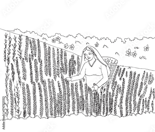 Cute cartoon hand drawn vector woman picking tea leaf in plantation sketch.