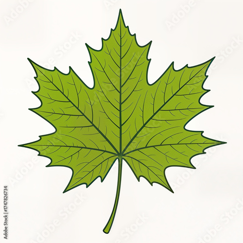 A detailed illustration of a vibrant green maple leaf, showcasing its intricate veining and serrated edges on a plain background