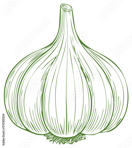 Garlic Head Line Art Illustration Showing Texture and Shape in Detail