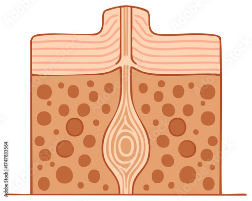 Cross section of skin anatomy with follicle and glands, layered structure illustration