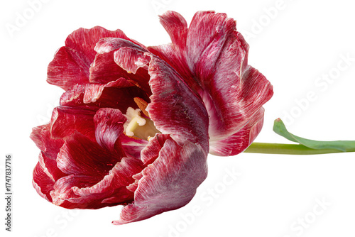 A single vibrant red parrot tulip with ruffled petals.
