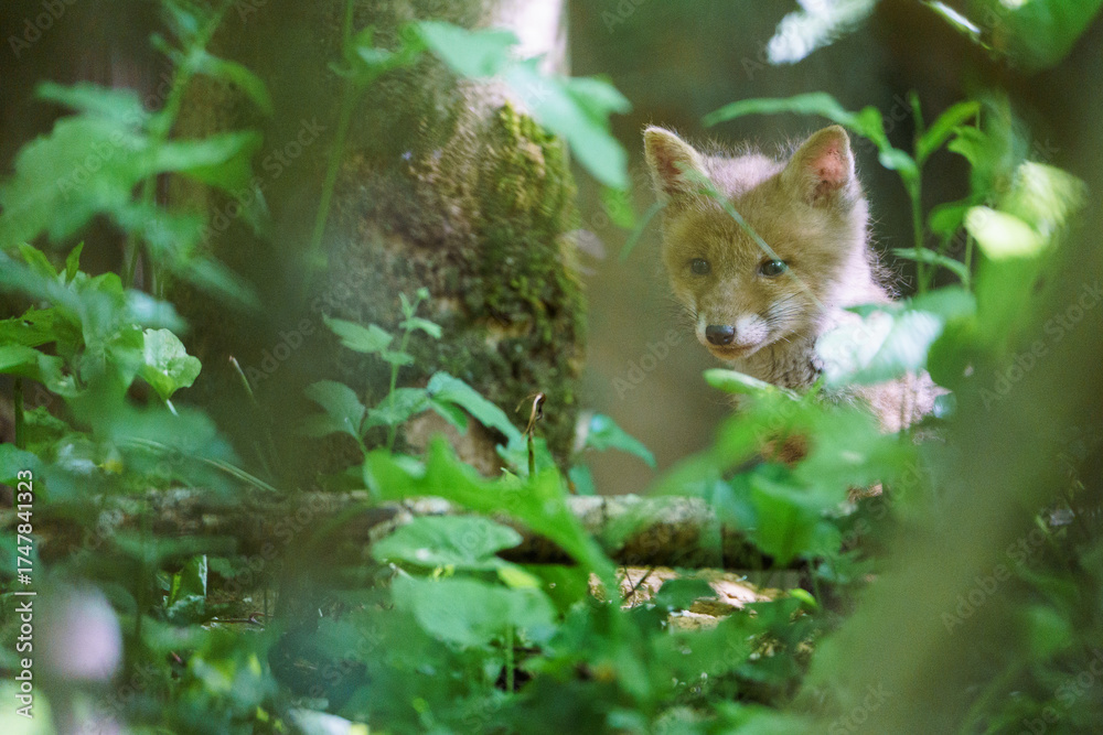 Naklejka premium Renardeaux