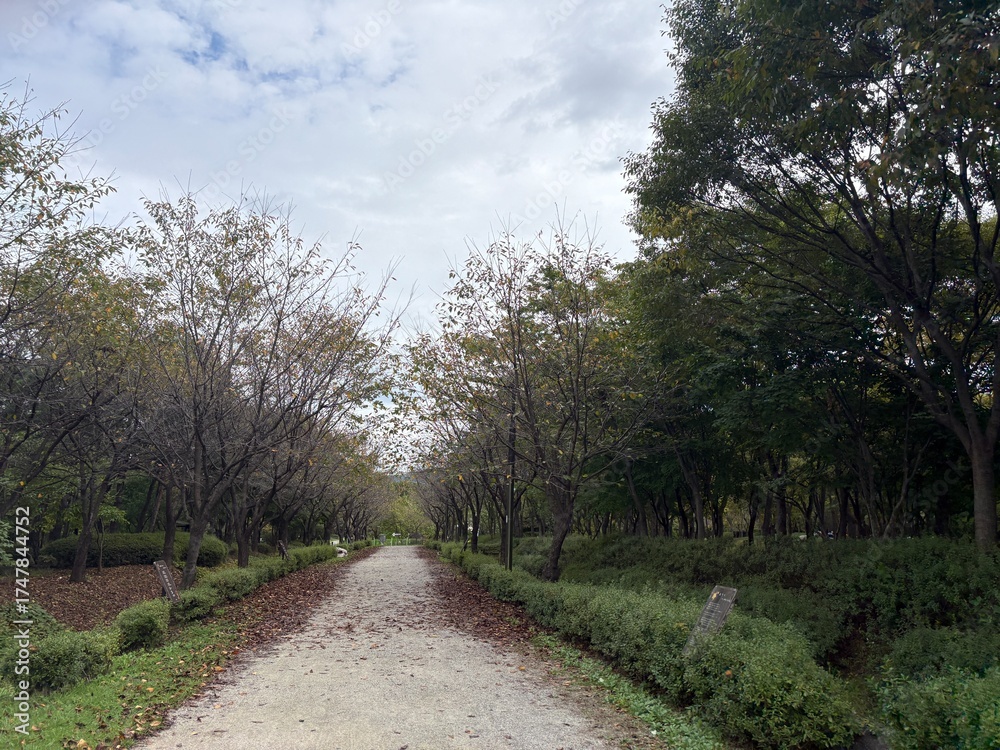 Fototapeta premium 가을 낙엽 떨어지고 나란히 걷는 산책로